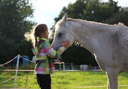 Mold thoroughbred arabian summer