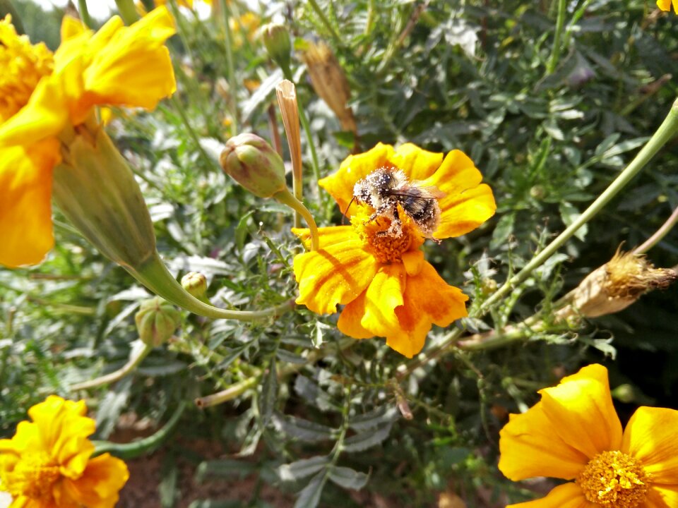 Nature insect collect