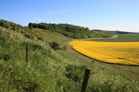 Oilseed agricultural britain photo