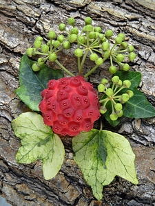 Arrangement ornus kousa dogwood