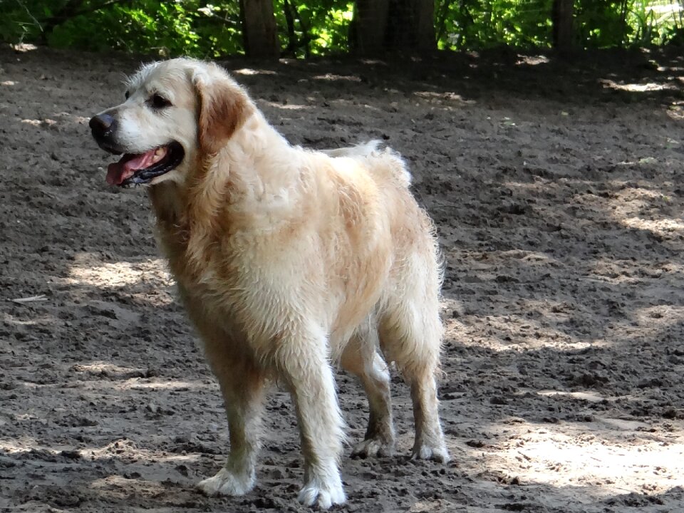 Dog breed walk wet dog