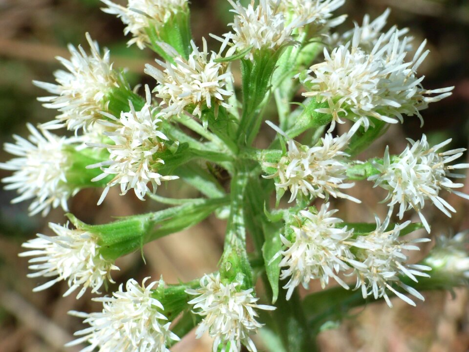 Bloom blossom bloom