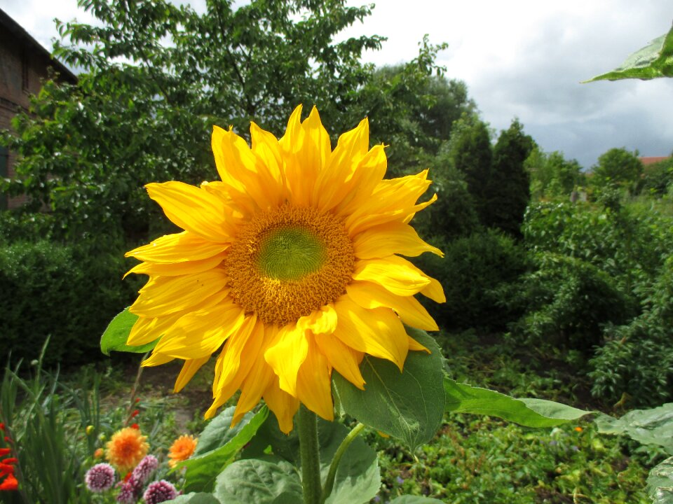 Nature yellow close up