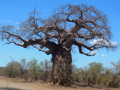Baobab tree africa