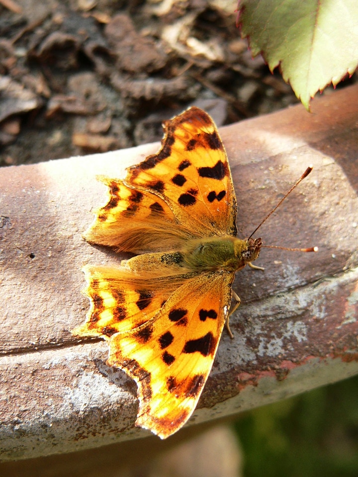 Insect fauna proboscis