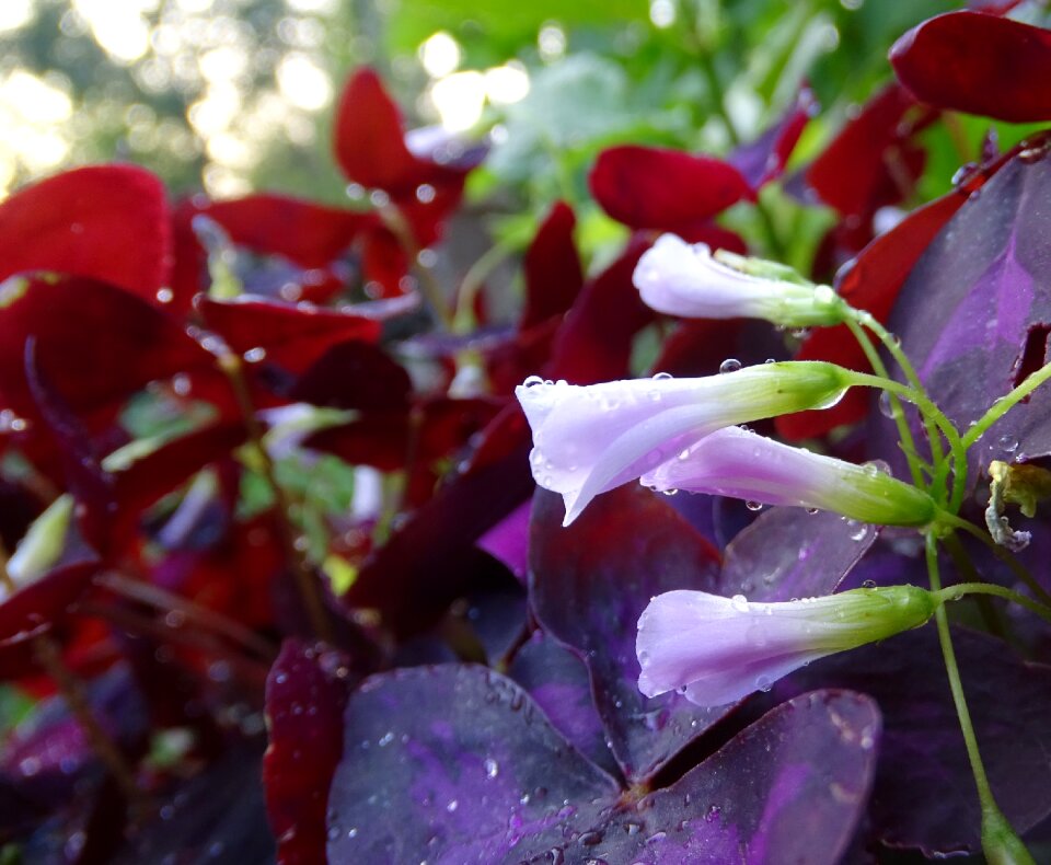 Leaves garden red