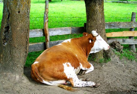 Cattle livestoke tejeltehén