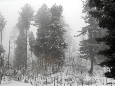 Fog winter trees snow