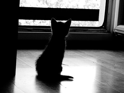 Baby cat silhouette black and white