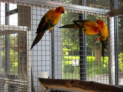 Colorful cage yellow photo