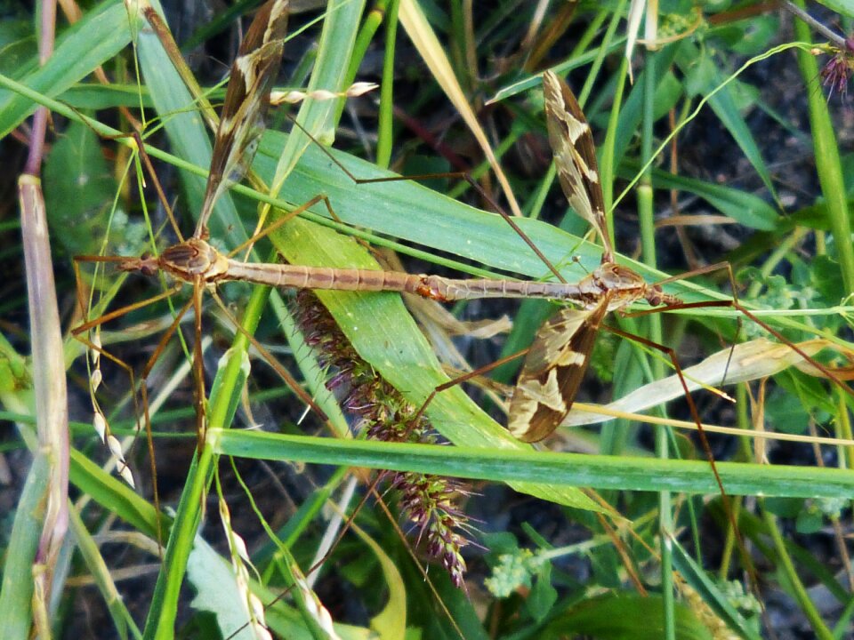 Mosquitoes procreation insects