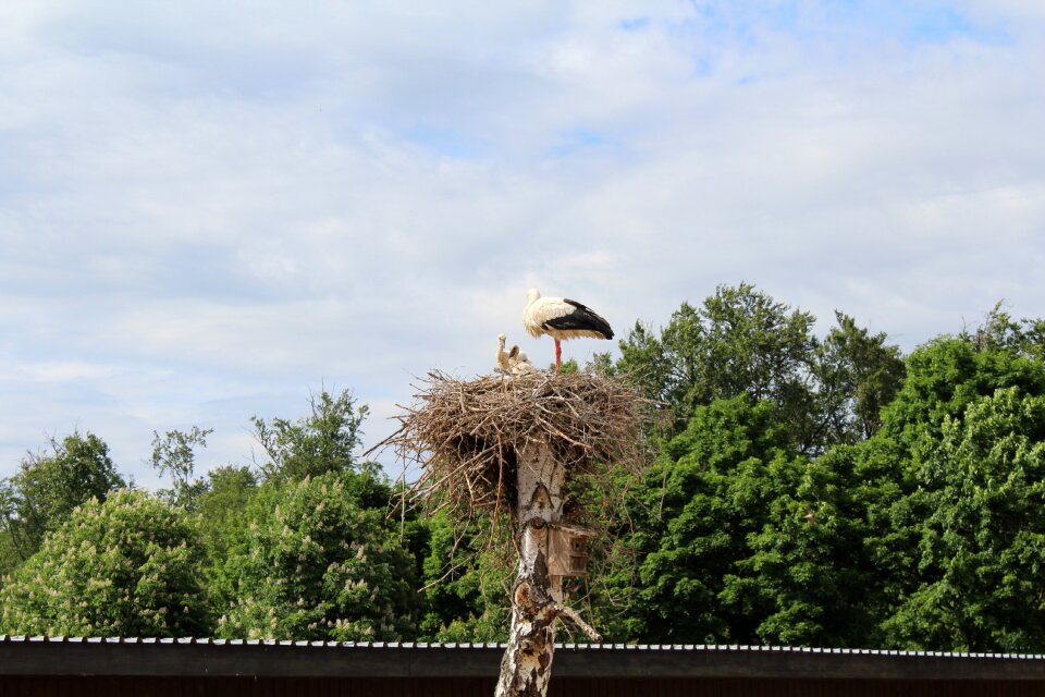 Storks rattle stork summer