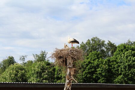 Storks rattle stork summer