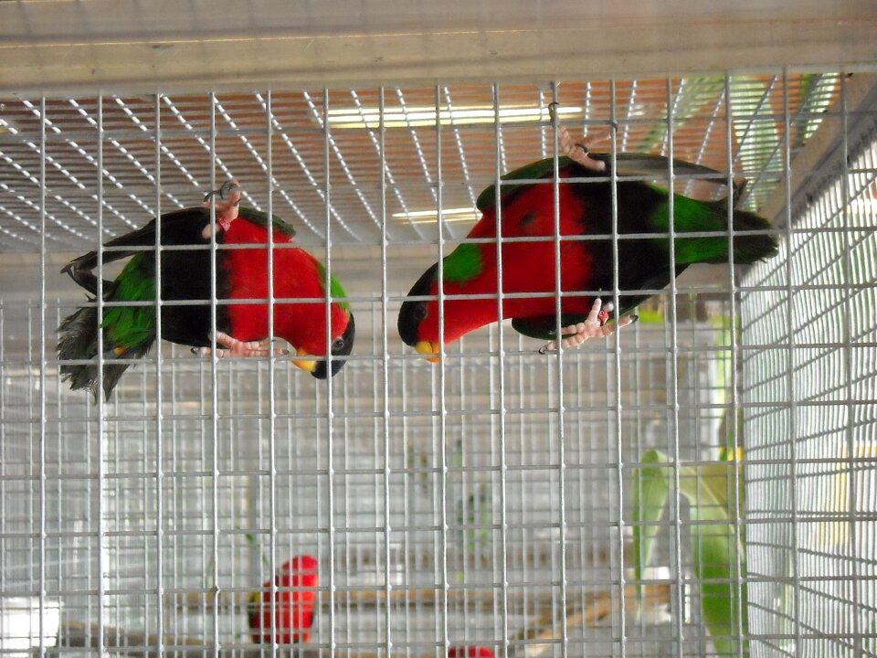 Colorful red and green torque