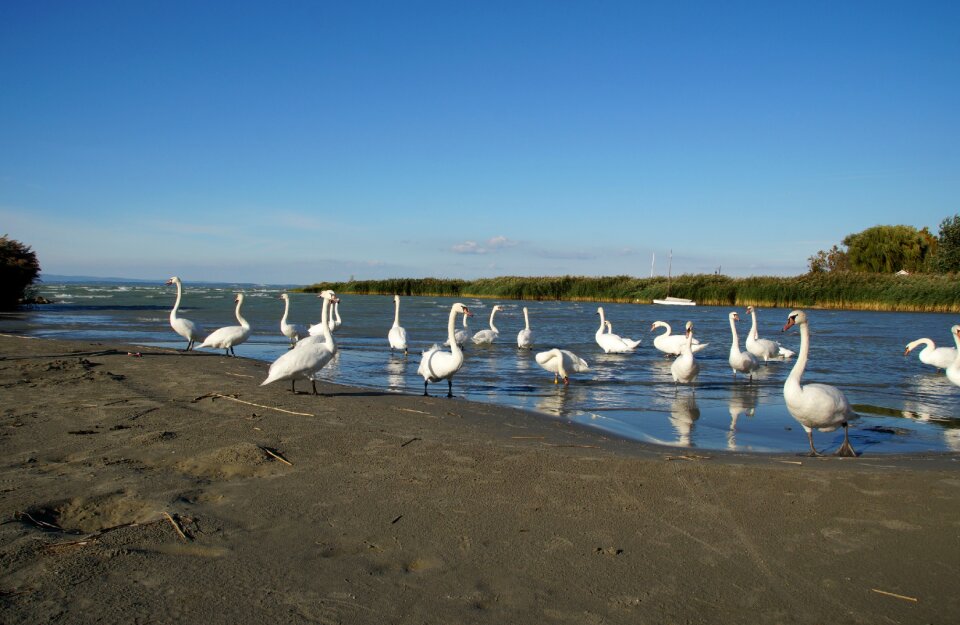 Covey water bird swan