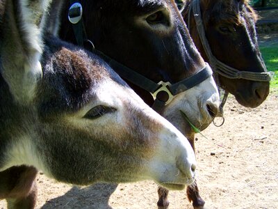 Animals horses heads photo