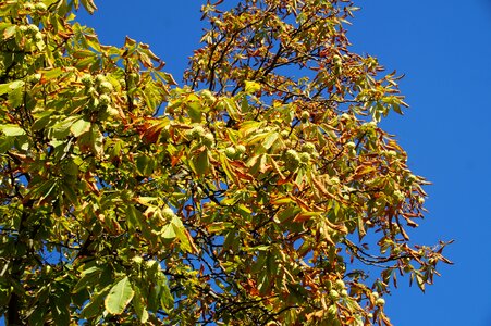 Chestnut autumn tree