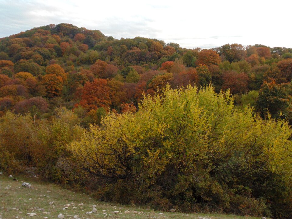 Colors yellow green