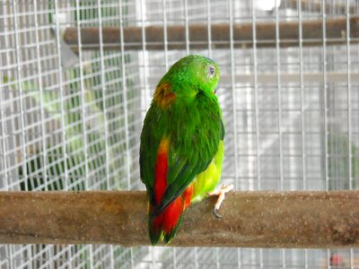 Pet cage colorful photo