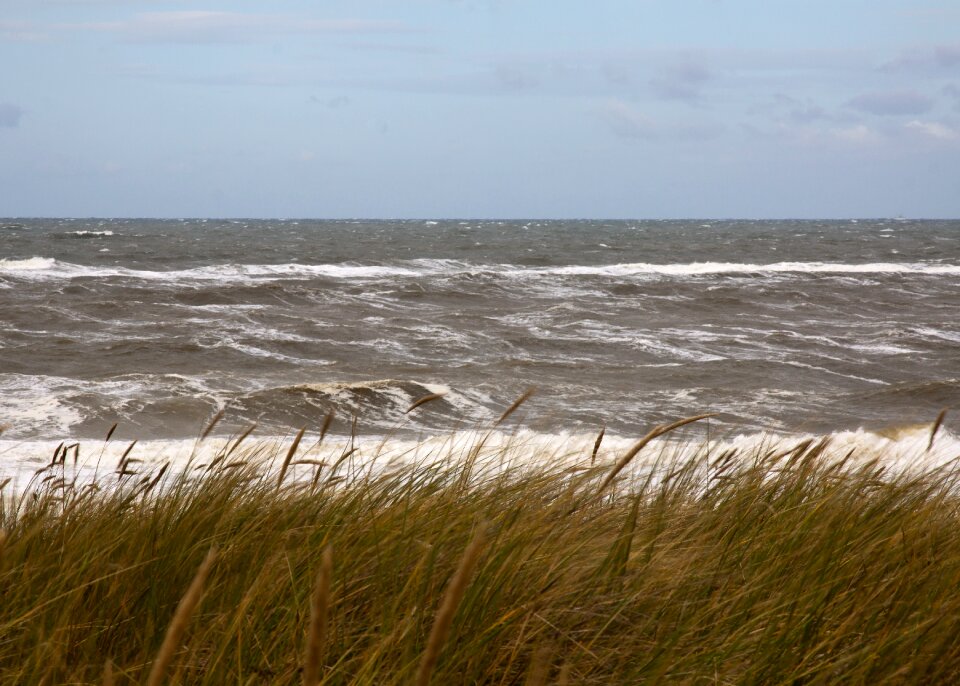 Coast water grass photo