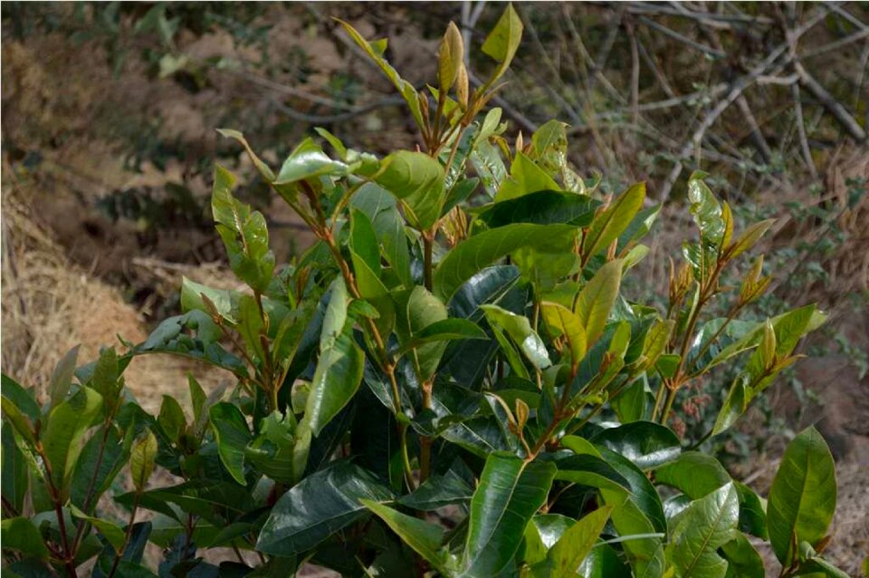 Wild nature botany