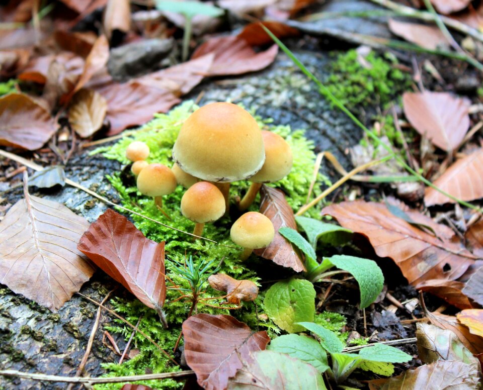 Beige little forest