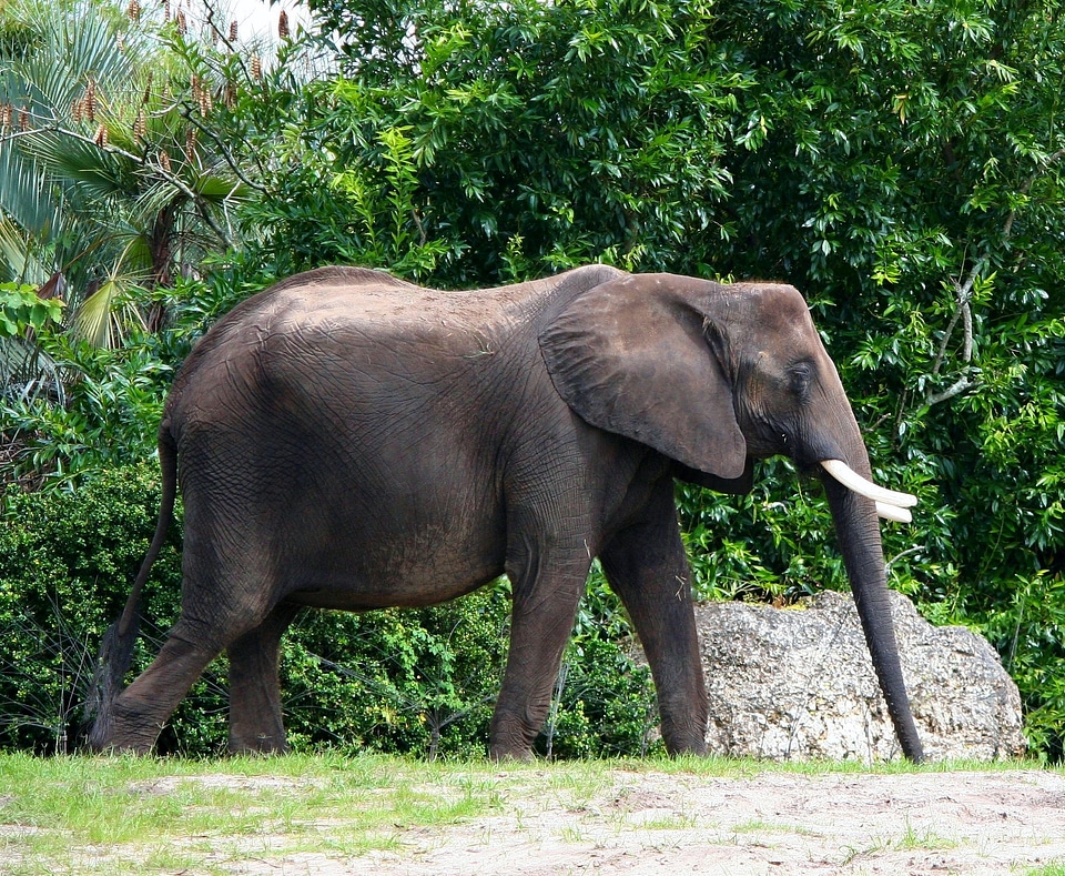 Pachyderm wildlife safari