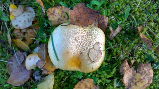 Mushroom moss leaf