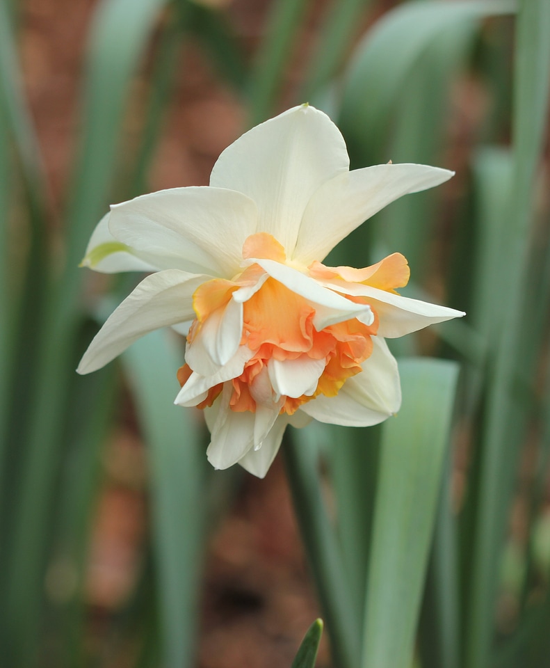 Daffodil bicolor narcissus