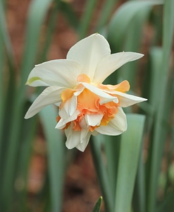 Daffodil bicolor narcissus photo