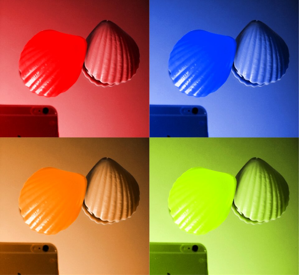 Shell colorful color