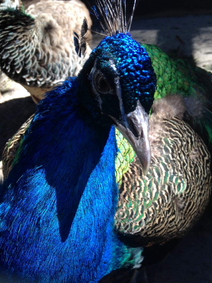 Miracle bird king of birds bird