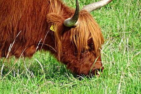 Cattle brown meadow