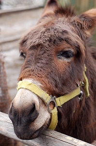 Brown head portrait