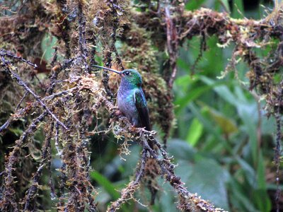 Jungle ecuador humming bird photo