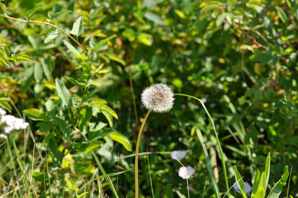 Summer plant living nature