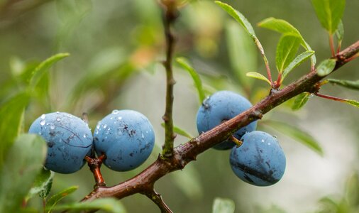 Fruit heckendorn german acacia