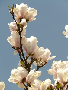 Tree blossom bloom
