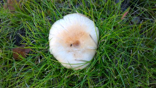 Mushroom grass leaf