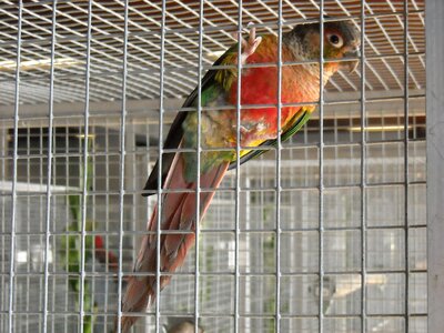 Colorful pet cage