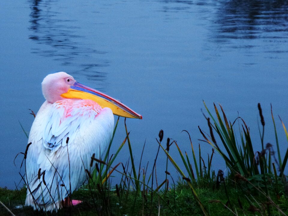 Water water bird nature