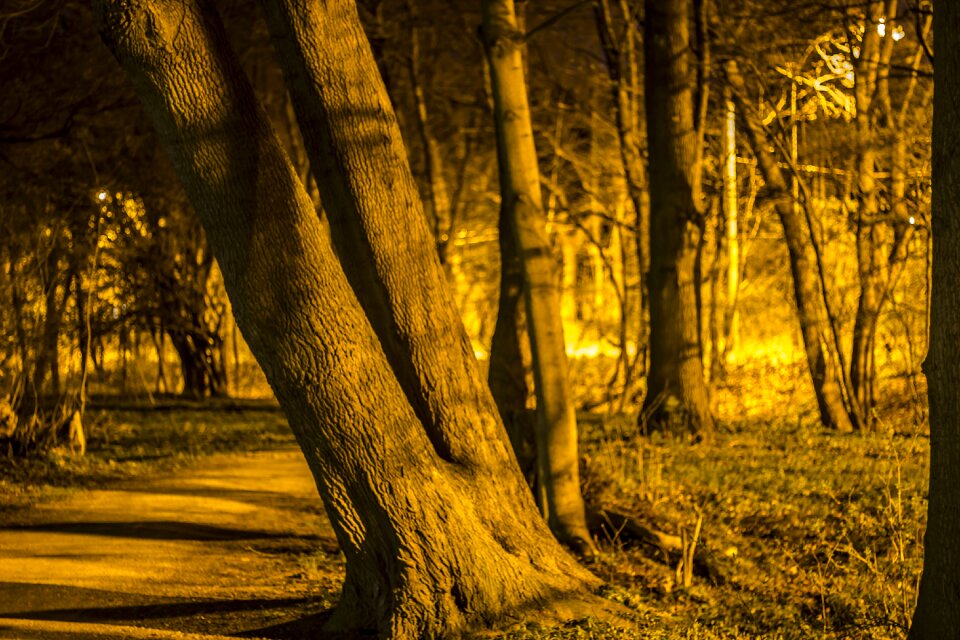Forest path night trees by night