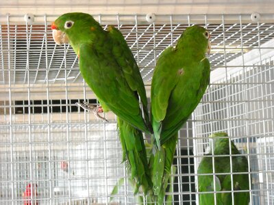 Cage pets green photo