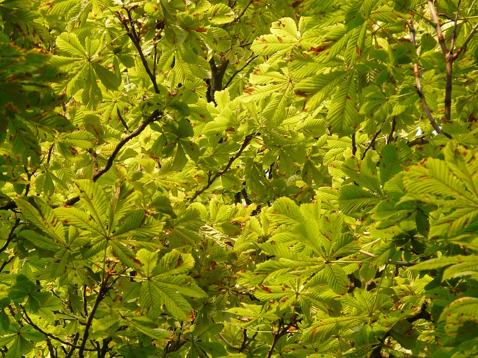 Leaves foliage green