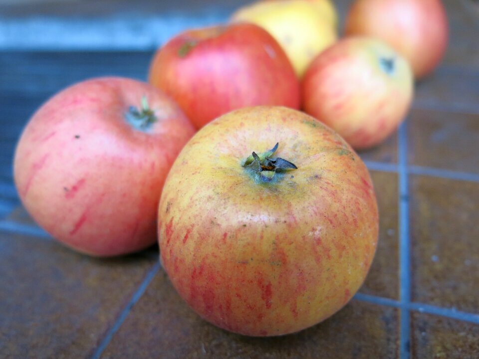 Apple fruit autumn