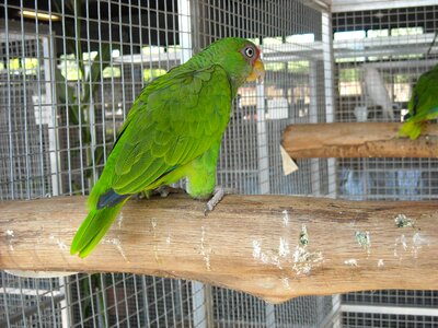 Pet cage colorful