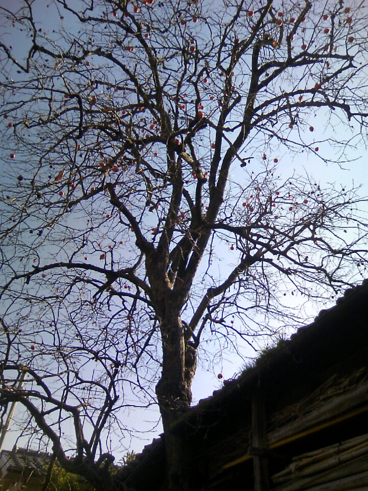 Wood tree of death fall