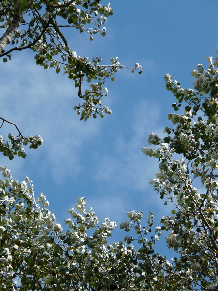 Poplar white poplar grazing greenhouse