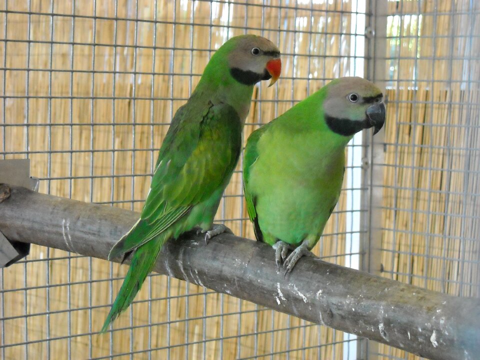 Pets cage colorful