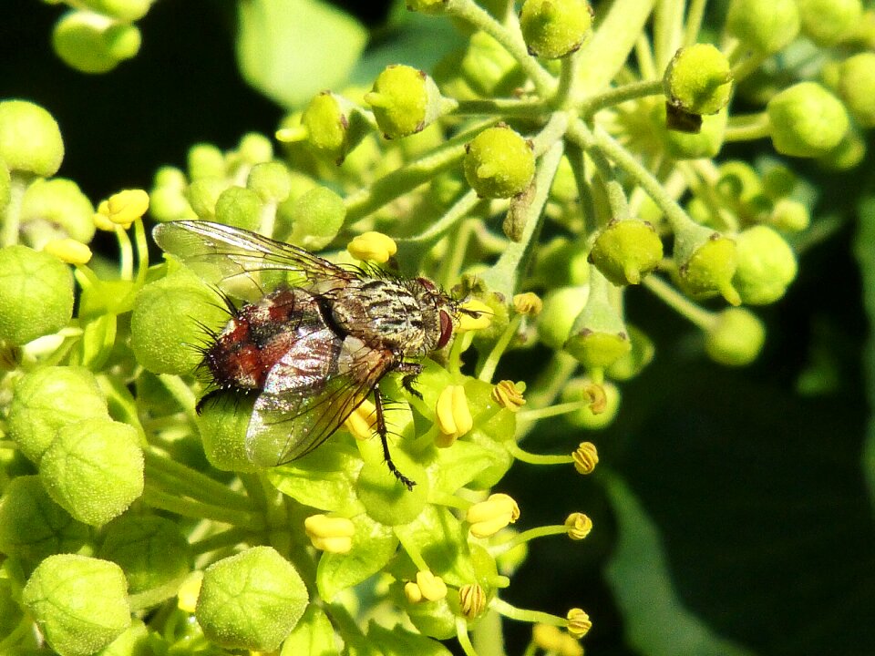 Nuisance botfly horsefly